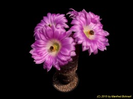 Echinocereus rigidissimus v. brevispinum 874